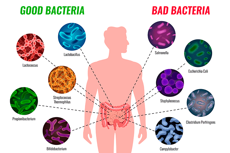 Intestino microbiota y bacterias buenas y malas
