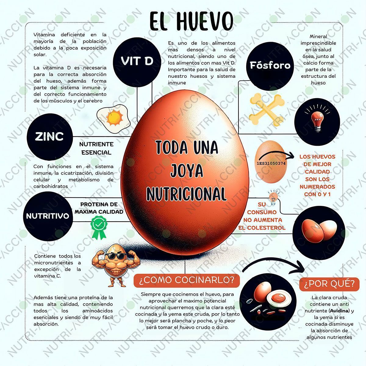 Infografía del huevo