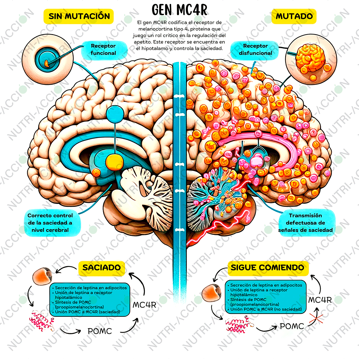 Infografía sobre el gen relacionado con la obesidad MC4R