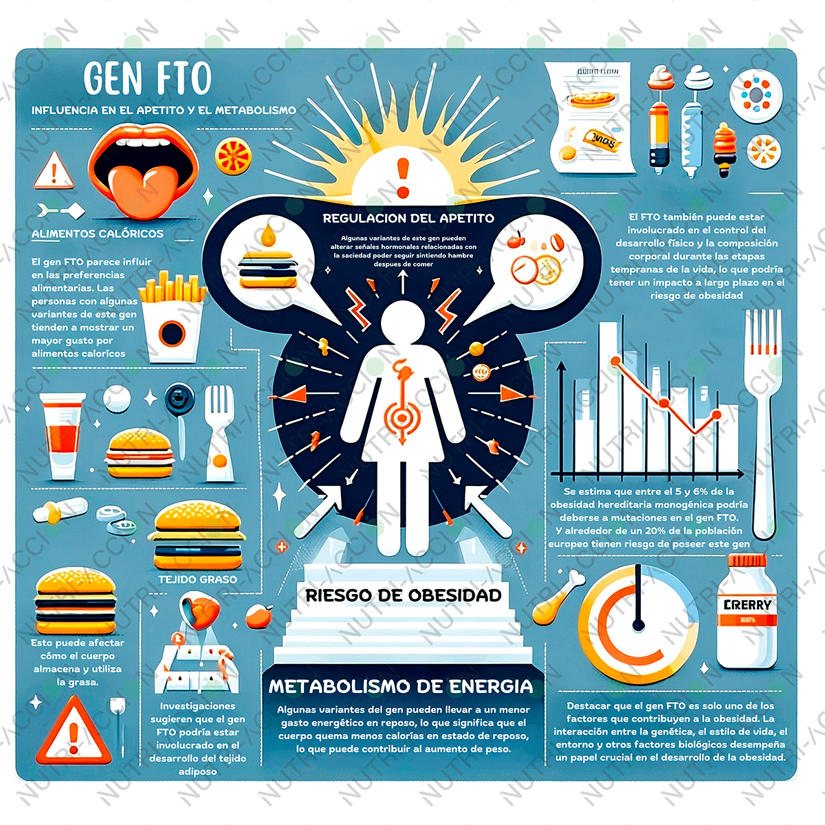 Infografía sobre el gen relacionado con la obesidad FTO